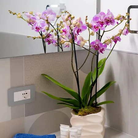 Lägenhet - Ari Maison